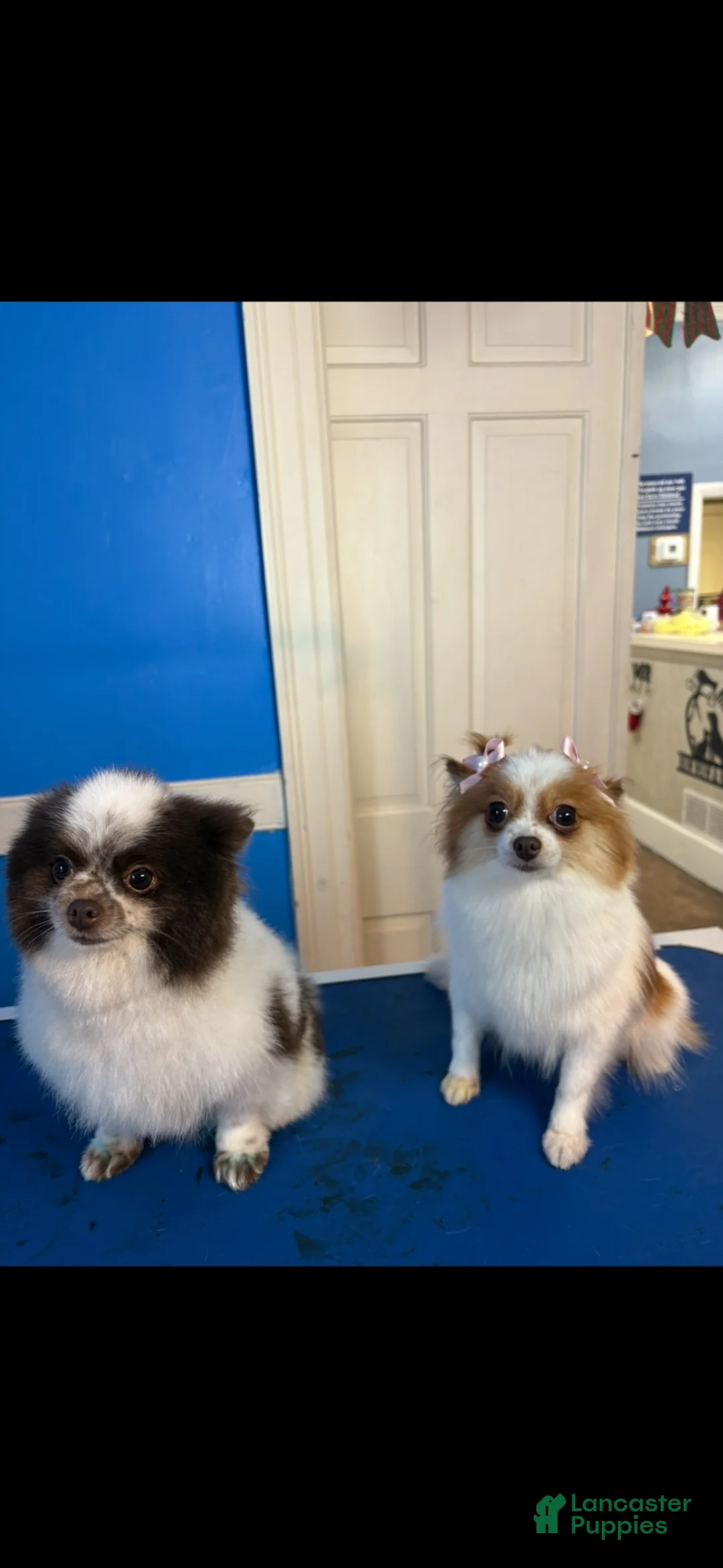 Pomeranian dogs for sale: Pomeranian 2 - Ad 2