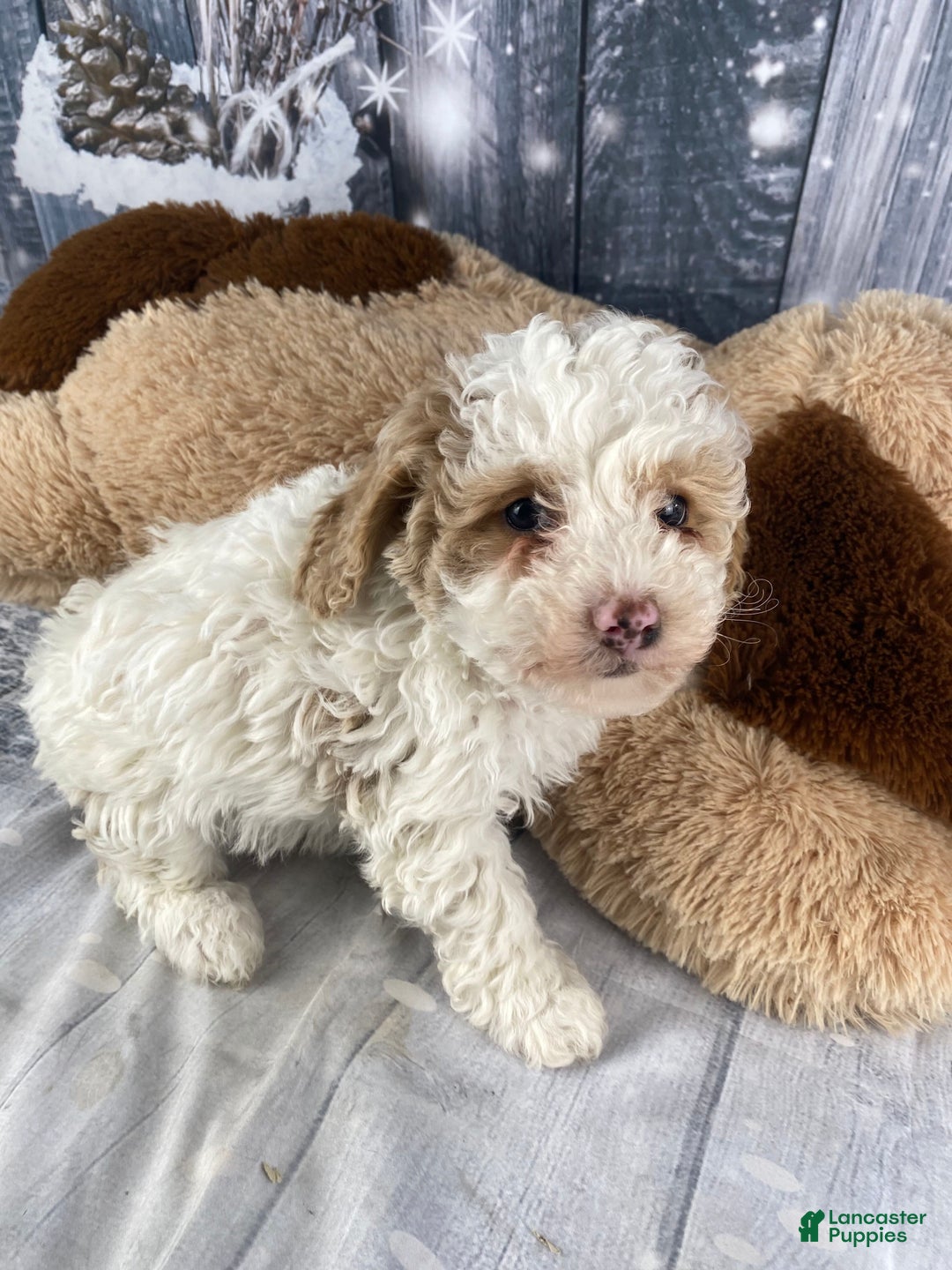Cavapoo dogs for sale: Bear - Ad 6