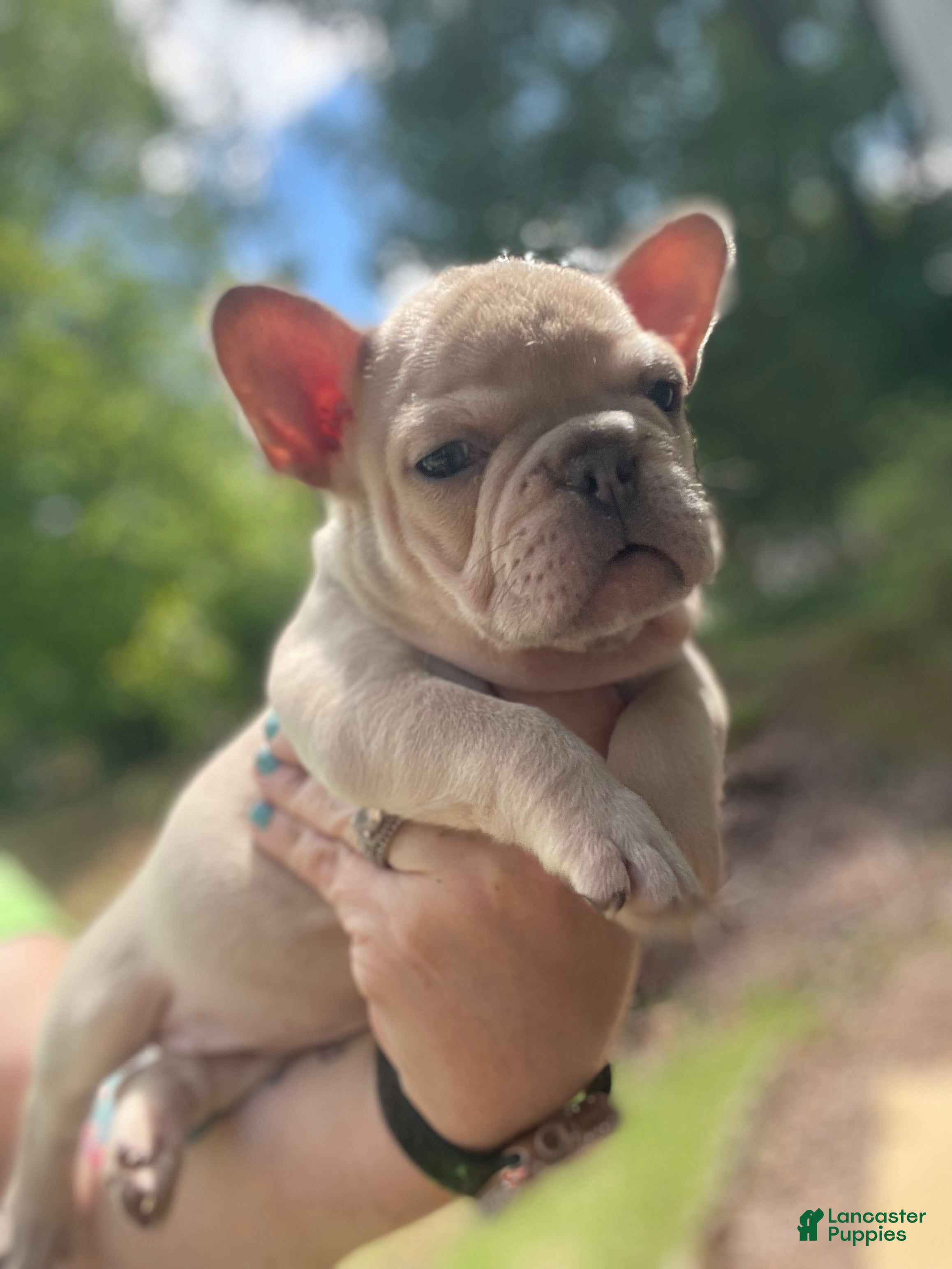 French Bulldog dogs French Bulldog Puppy 3 - Ad 34