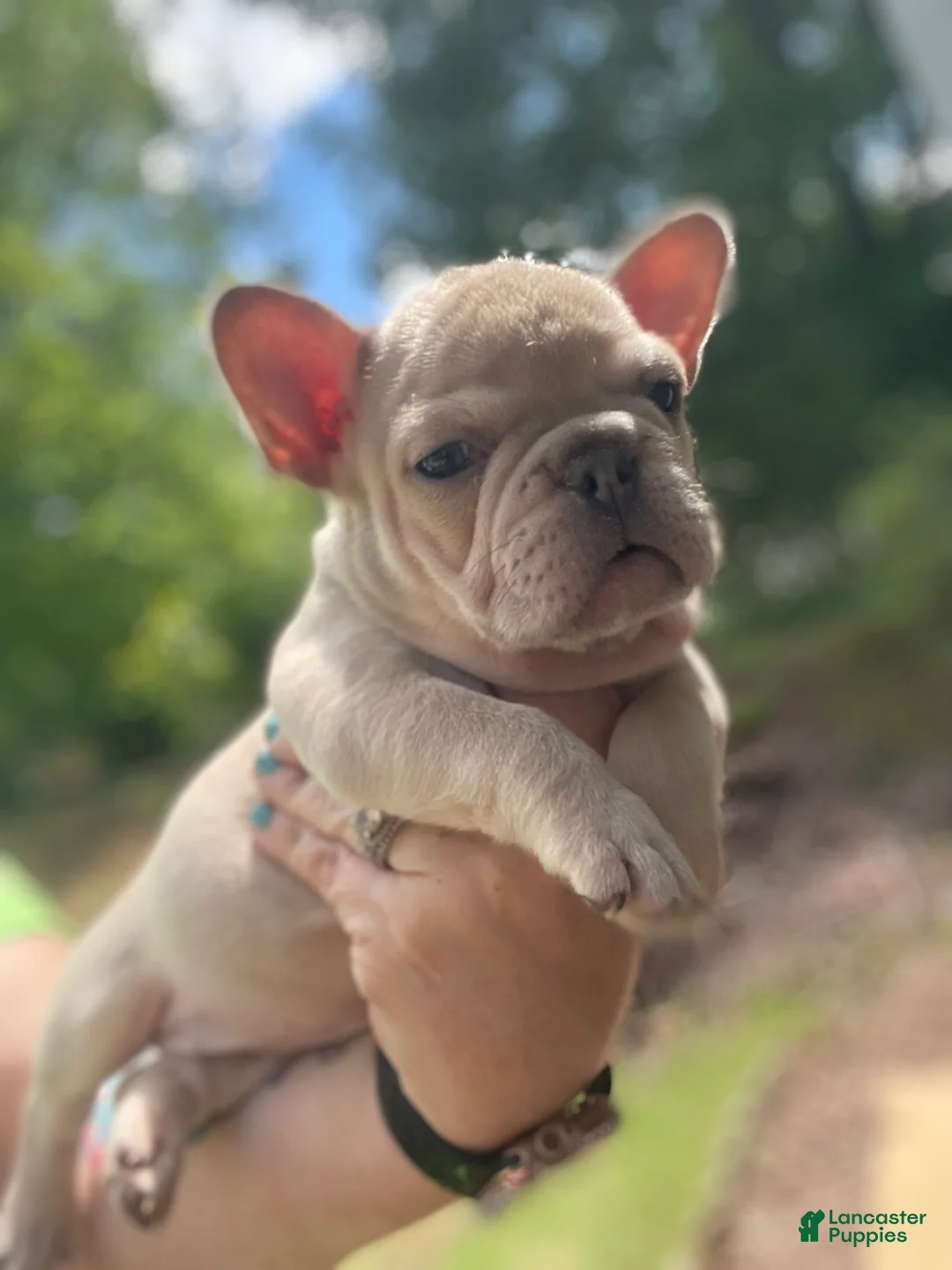 French Bulldog dogs for sale: French Bulldog Puppy 3 - Ad 1