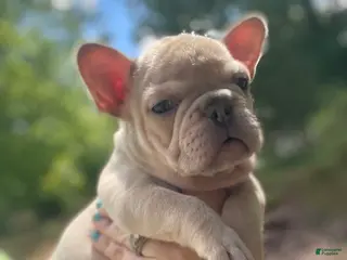 French Bulldog dogs French Bulldog Puppy 3 - Ad 34