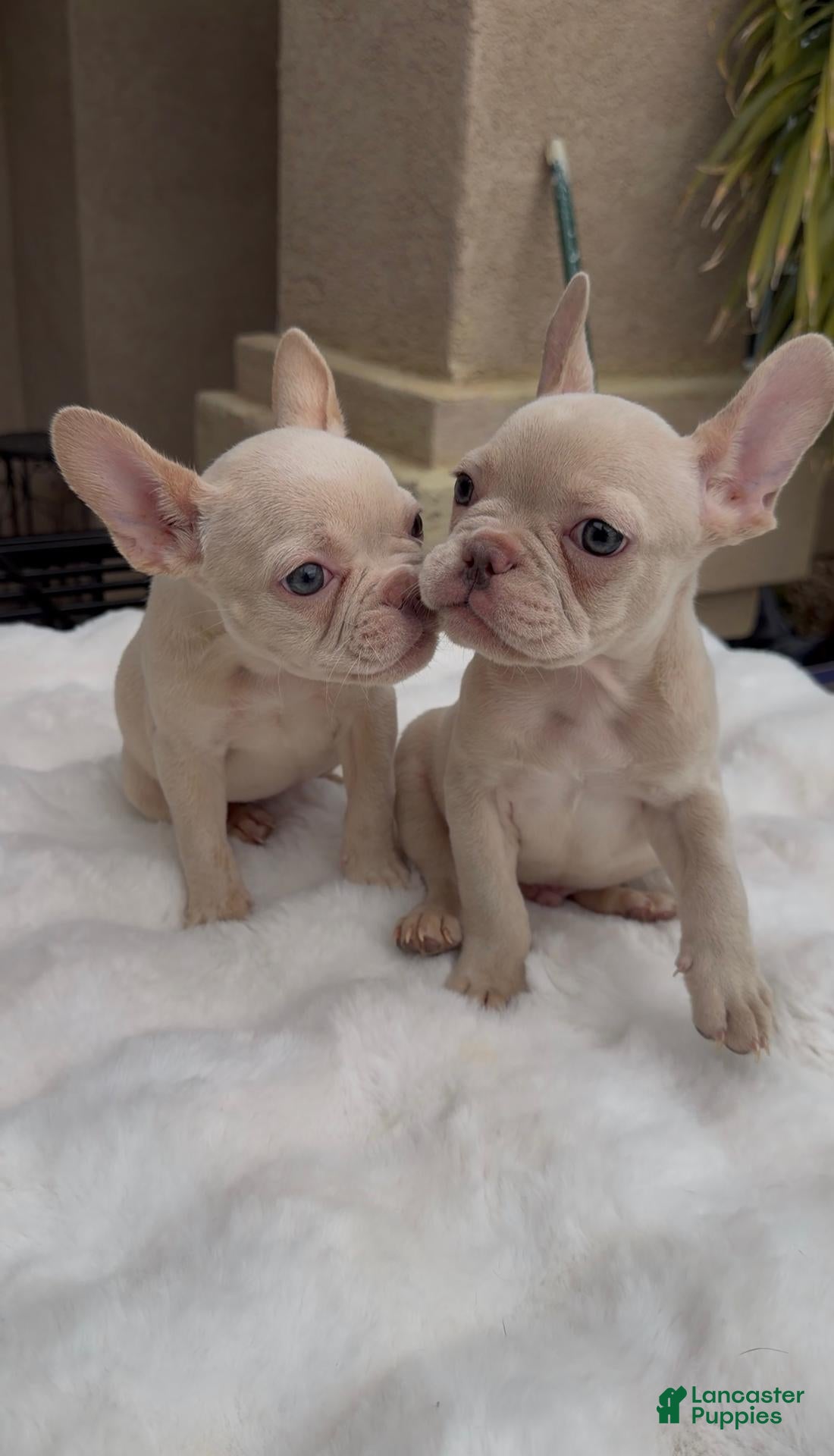 French Bulldog dogs for sale: French Bulldog 1 - Ad 2
