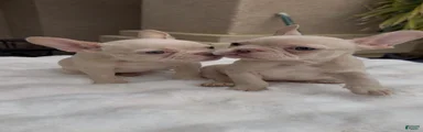 French Bulldog 1