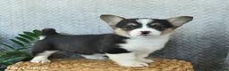 Welsh Corgi Pembroke dogs for sale: Penny  - Ad 1