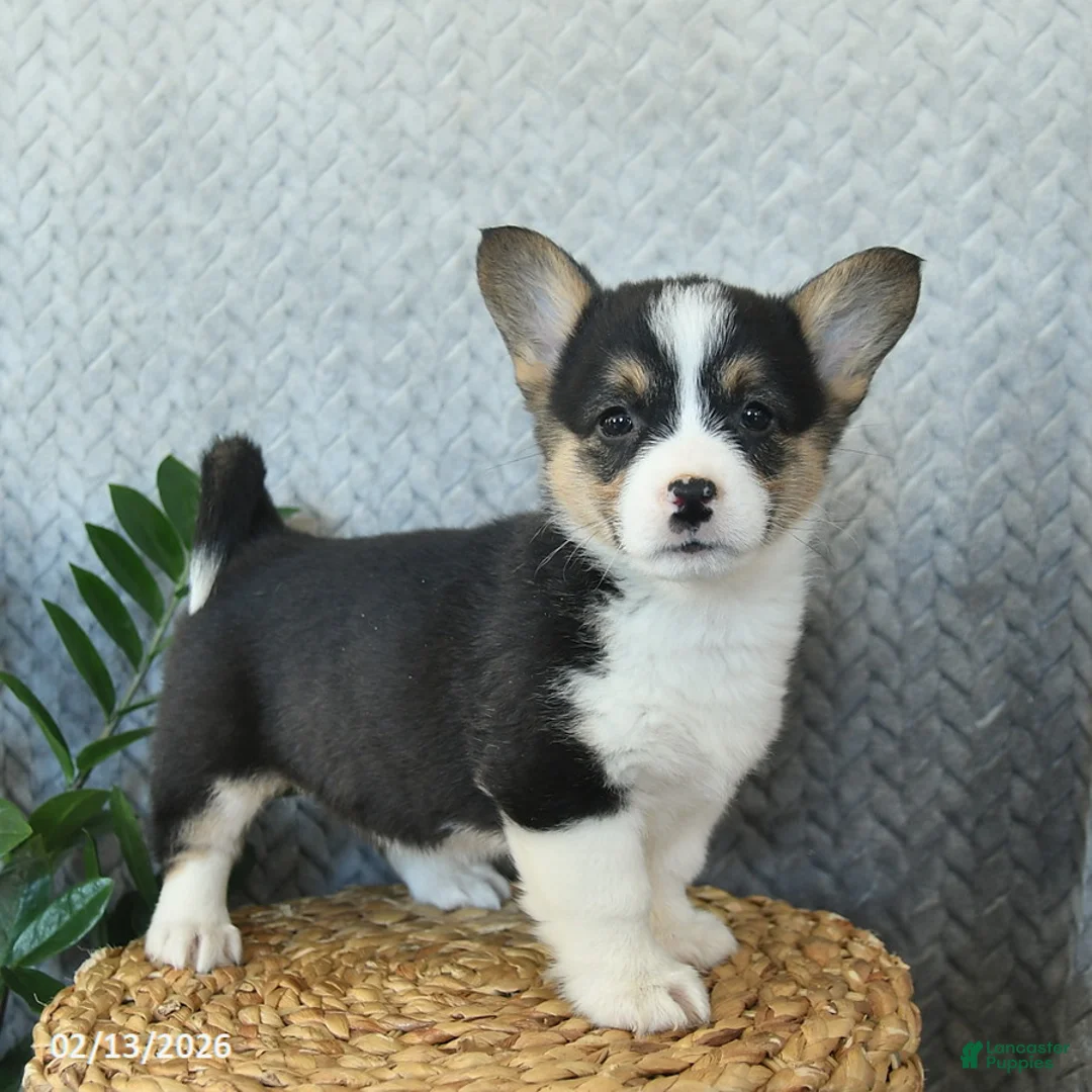 Welsh Corgi Pembroke dogs for sale: Penny  - Ad 1