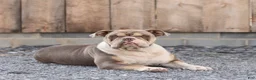 Olde English Bulldogge dogs for sale: Tex  - Ad 4