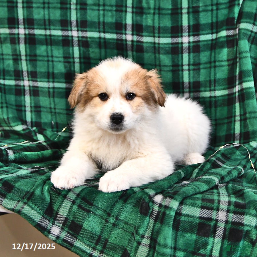 Great Pyrenees dogs Macy - Ad 13