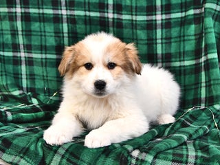 Great Pyrenees dogs Macy - Ad 6