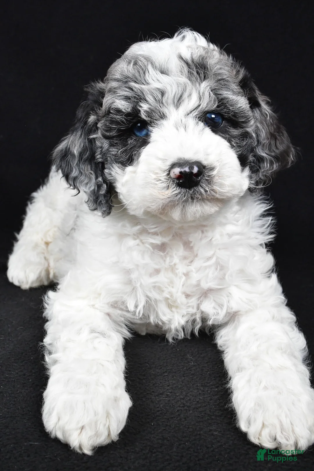 Cockapoo dogs for sale: Diesel - Ad 3