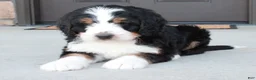Bernedoodle dogs for sale: Sarge - Ad 4