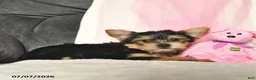 Yorkshire Terrier dogs for sale: Loretta  - Ad 5