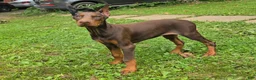 Doberman Pinscher dogs for sale: Athena - Ad 2
