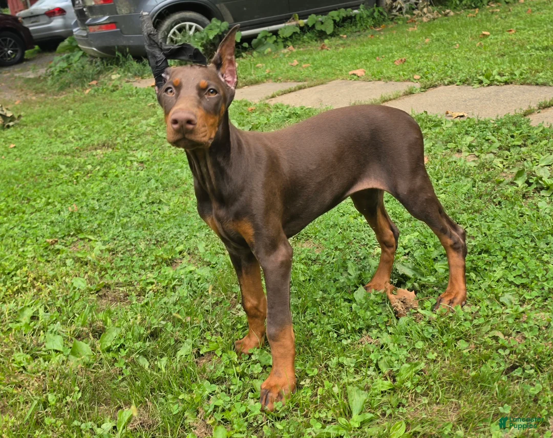 Doberman Pinscher dogs for sale: Athena - Ad 2