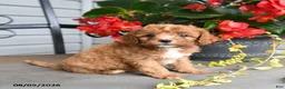 Cavapoo dogs for sale: Dandy - Ad 2