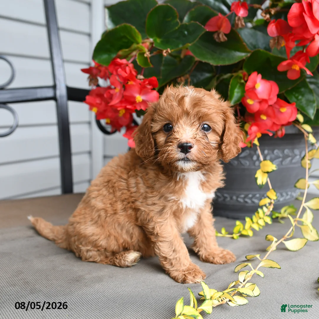 Cavapoo dogs for sale: Dandy - Ad 2