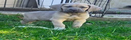 Cane Corso dogs for sale: Athena - Ad 1