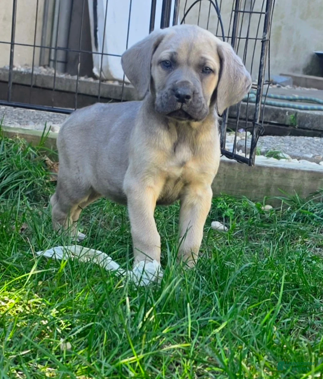 Cane Corso dogs for sale: Athena - Ad 1