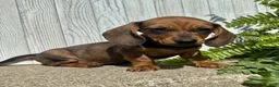 Miniature Dachshund dogs for sale: Laney - Ad 3