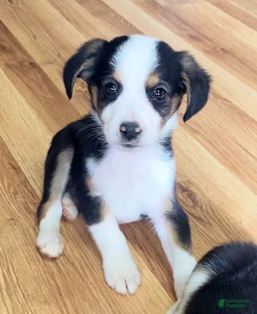 Mixed Breed dogs for sale: Petey - Ad 1