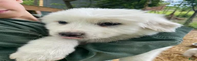 Great Pyrenees Puppy 4