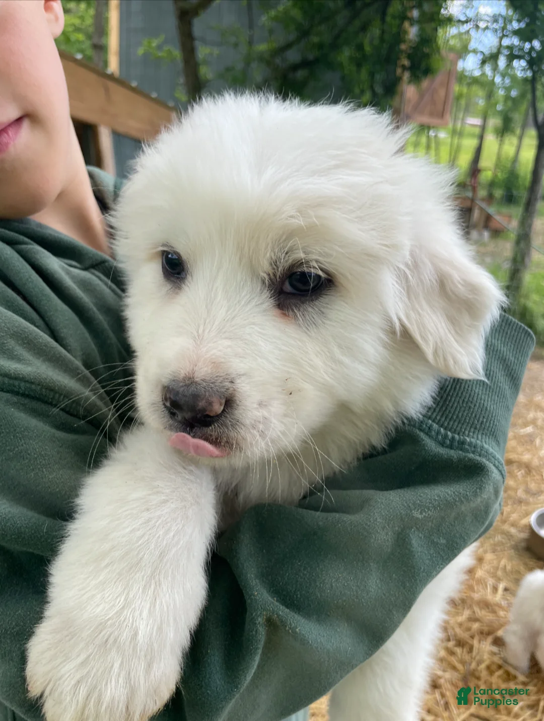 Great Pyrenees dogs for sale: Great Pyrenees Puppy 4 - Ad 1