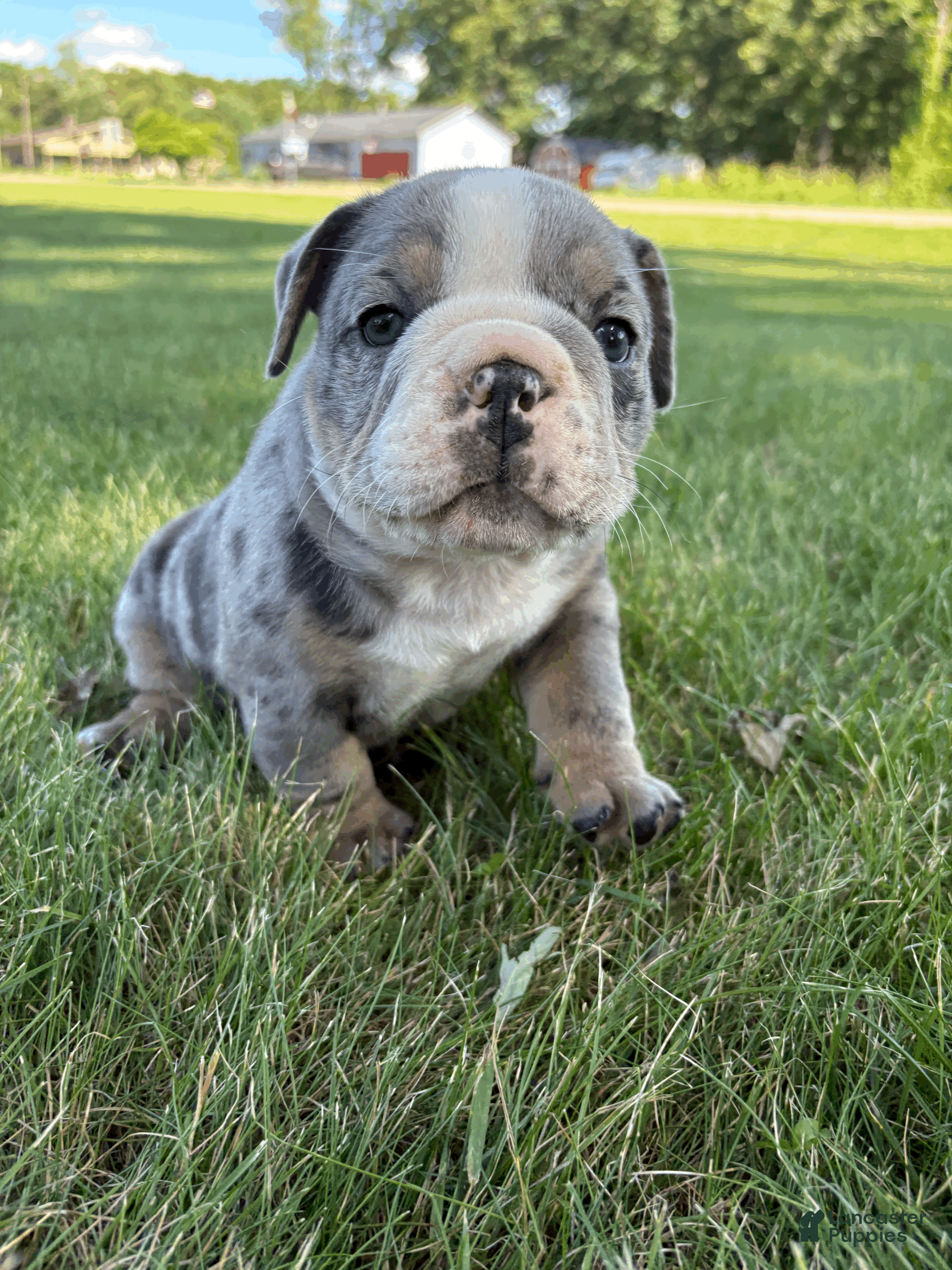 Mixed Breed dogs Rocky - Ad 2