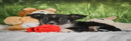 Chihuahua dogs for sale: Paige - Ad 7
