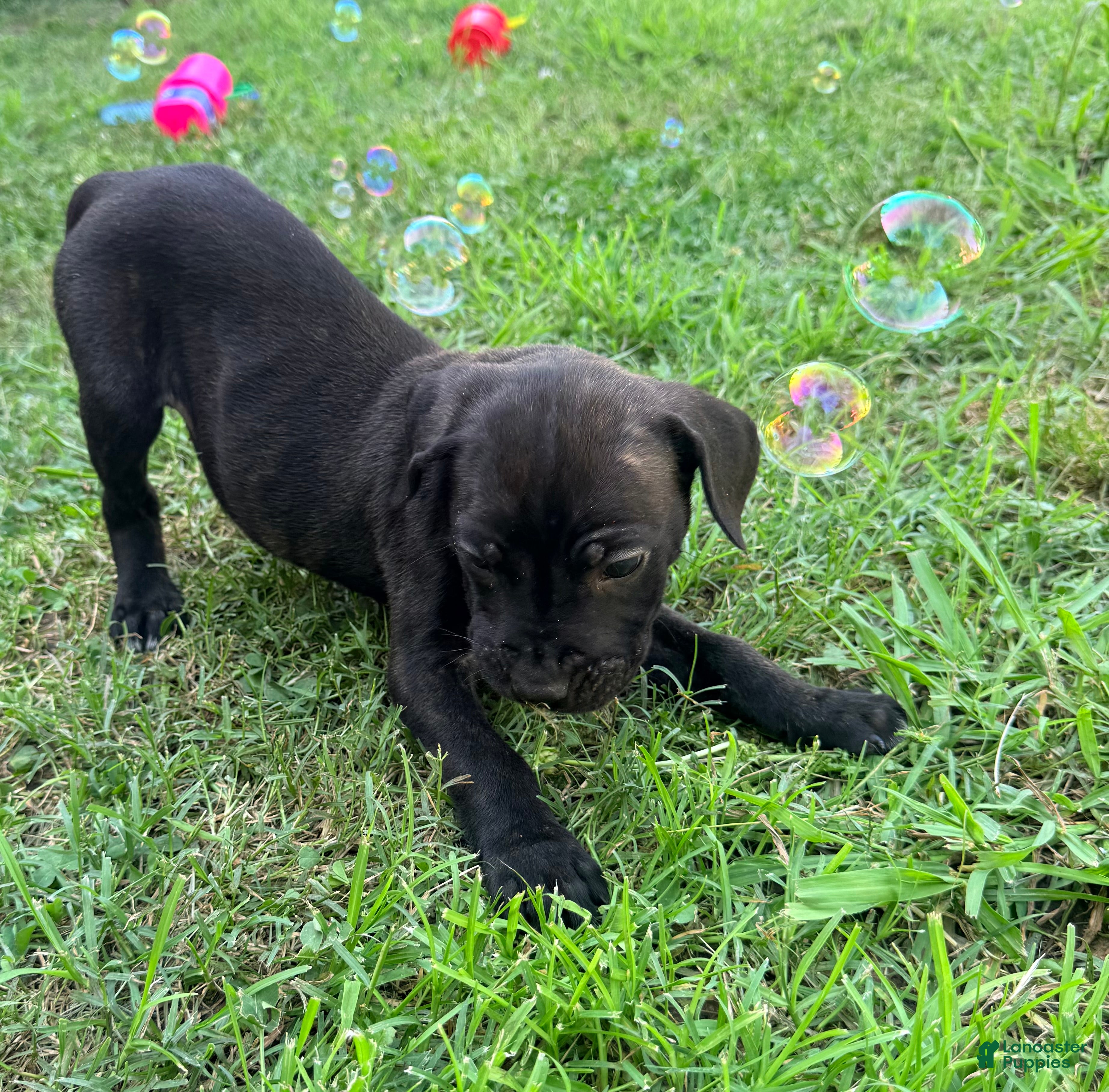 Cane Corso dogs Ketch AKC orange/teal collar - Ad 39
