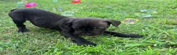 Cane Corso dogs for sale: Ketch AKC orange/teal collar - Ad 1