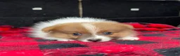 Pomeranian dogs for sale: Dougy - Ad 6