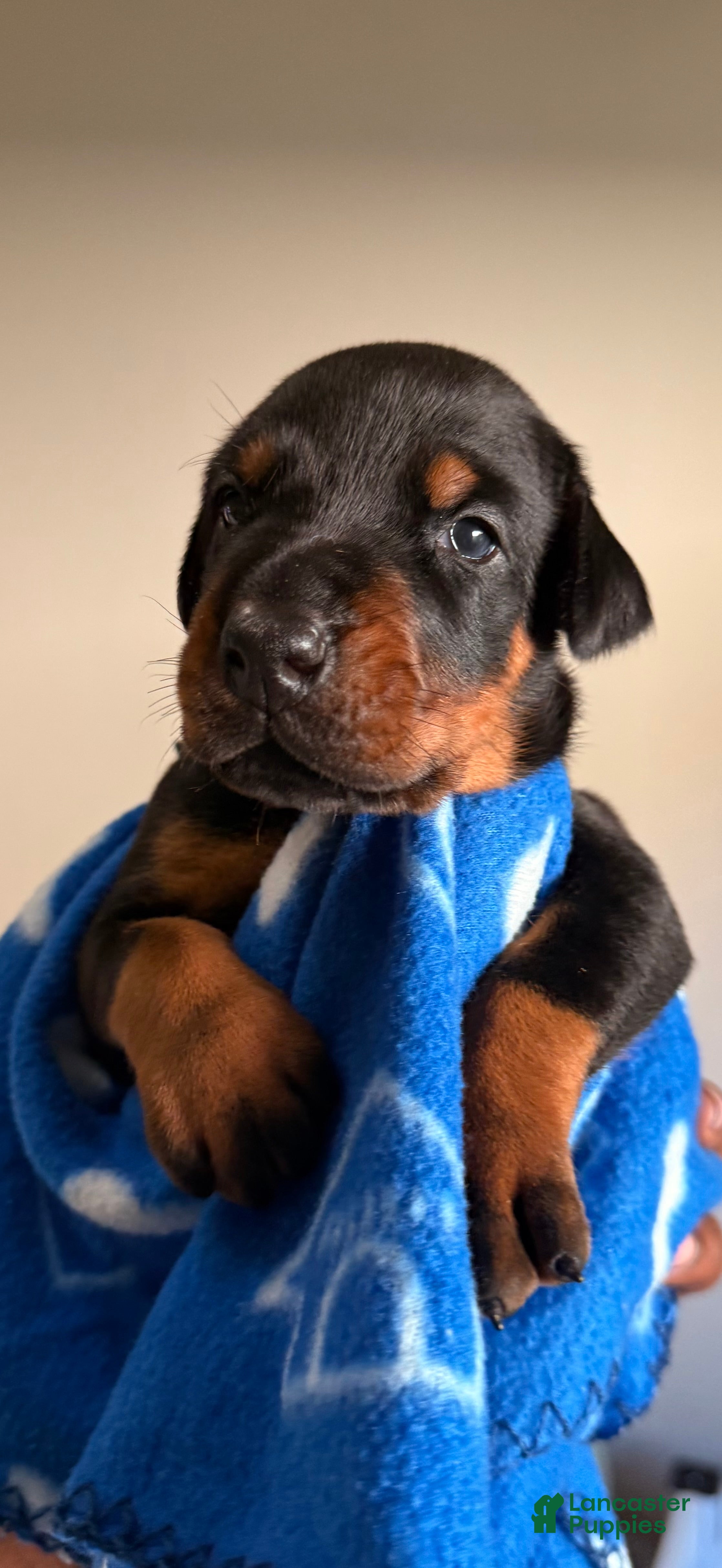 Doberman Pinscher dogs Vega-Blue Collar  - Ad 19