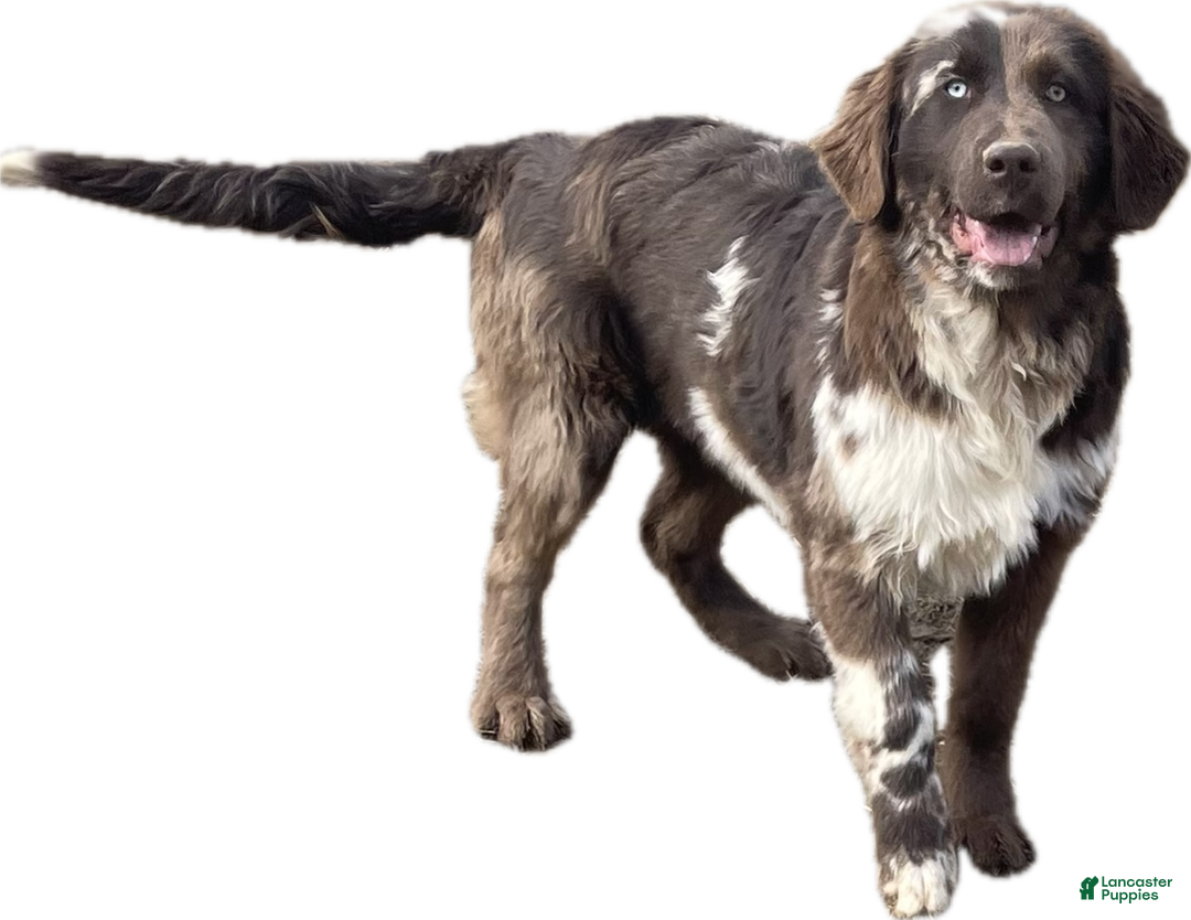 Mixed Breed dogs for sale: Evie - Ad 5