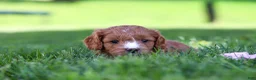 Cavapoo dogs for sale: Macy - Ad 1