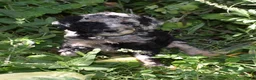 Standard Poodle dogs for sale: Standard Poodle 10 Blue Merle - Ad 5