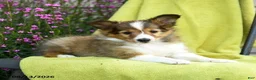 Shetland Sheepdog dogs for sale: Tori - Ad 4