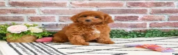 Cavapoo dogs for sale: Noelle  - Ad 4