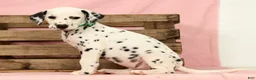 Dalmatian dogs for sale: Hailey - Ad 7