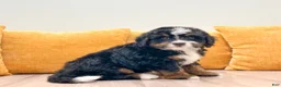 Mini Bernedoodle dogs for sale: Jordan - Ad 3