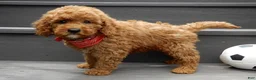 Mini Goldendoodle dogs for sale: Gradie - Ad 3