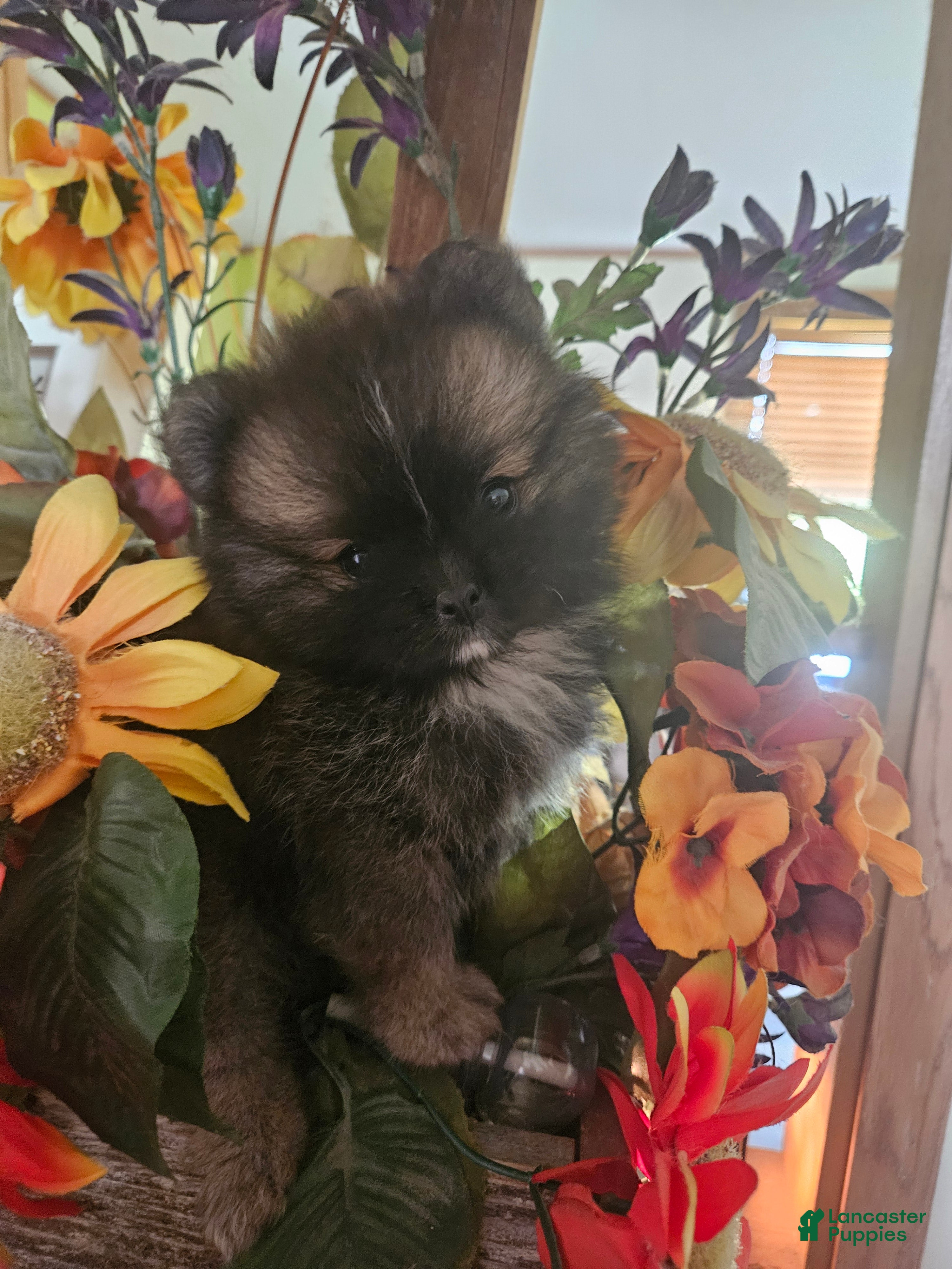 Pomeranian dogs for sale: Pomeranian 1 - Ad 1