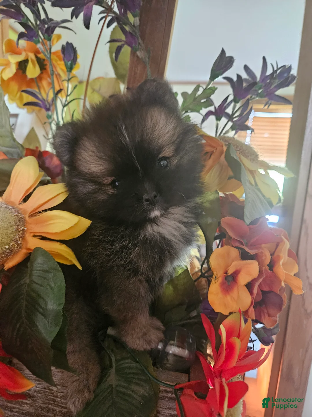 Pomeranian dogs for sale: Pomeranian 1 - Ad 1