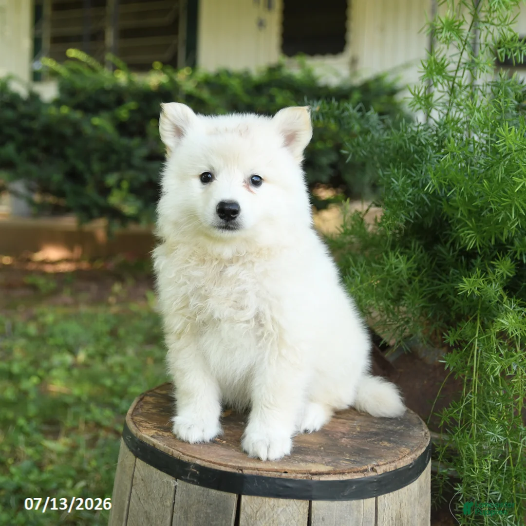 American Eskimo dogs for sale: Felix - Ad 2