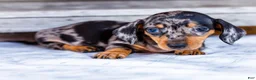 Miniature Dachshund dogs for sale: Casper - Ad 4