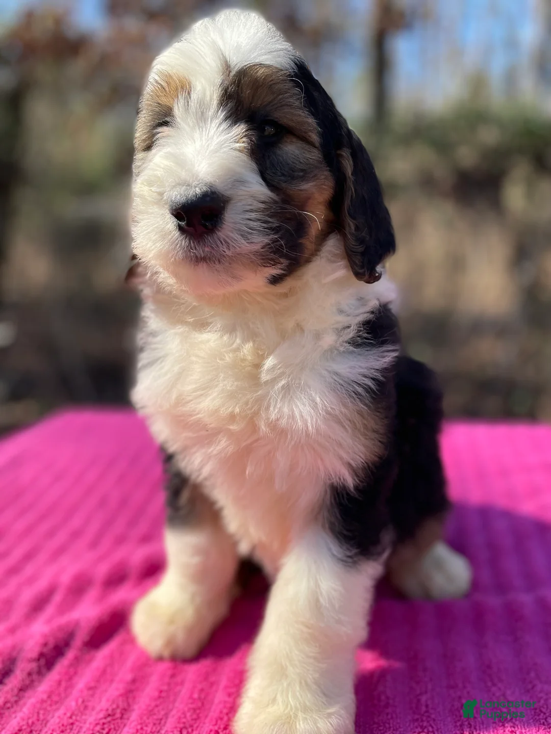 Bernedoodle dogs for sale: Faye - Ad 3