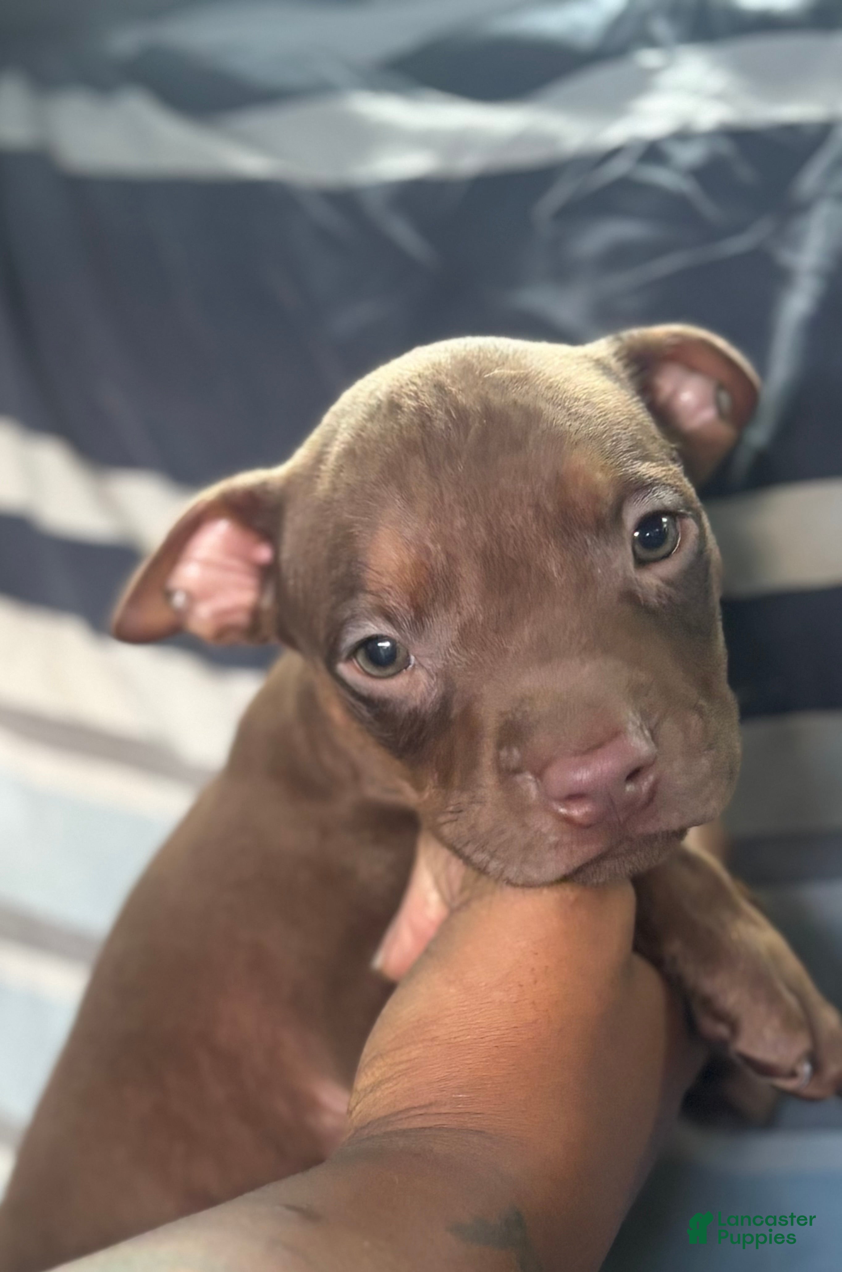 American Pit Bull Terrier dogs American Pit Bull Terrier 1 - Ad 23