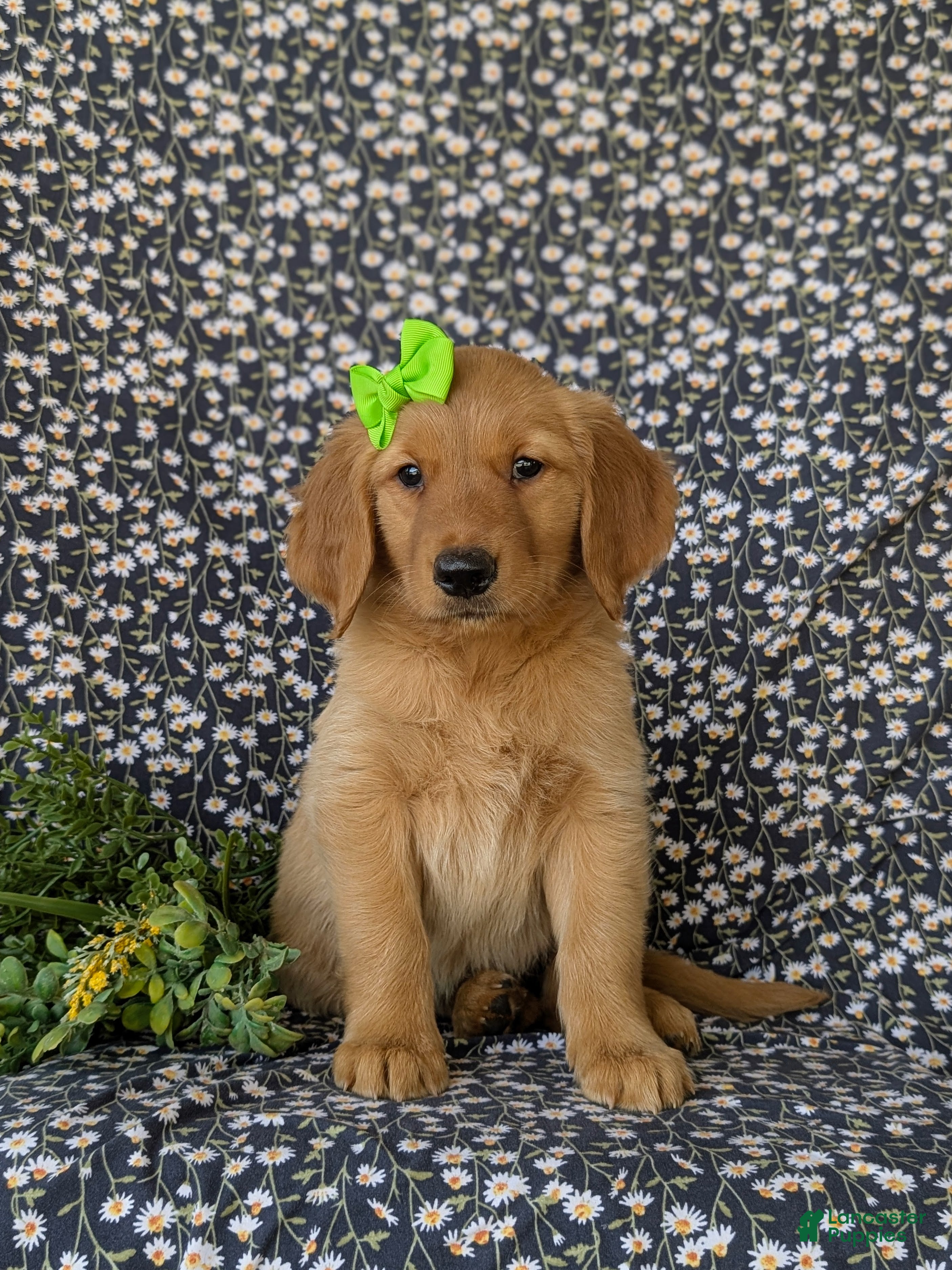 Golden Retriever dogs Camellia - Ad 2