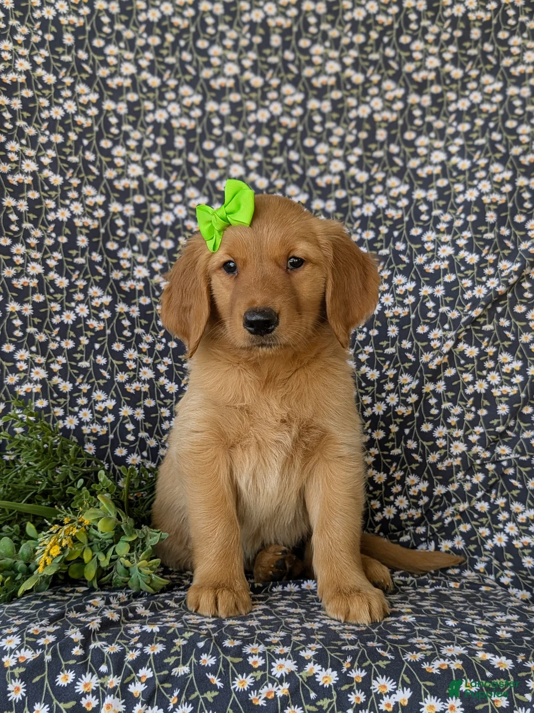 Golden Retriever dogs for sale: Camellia - Ad 2