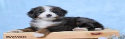 Mini Bernedoodle dogs for sale: Whitney - Ad 3