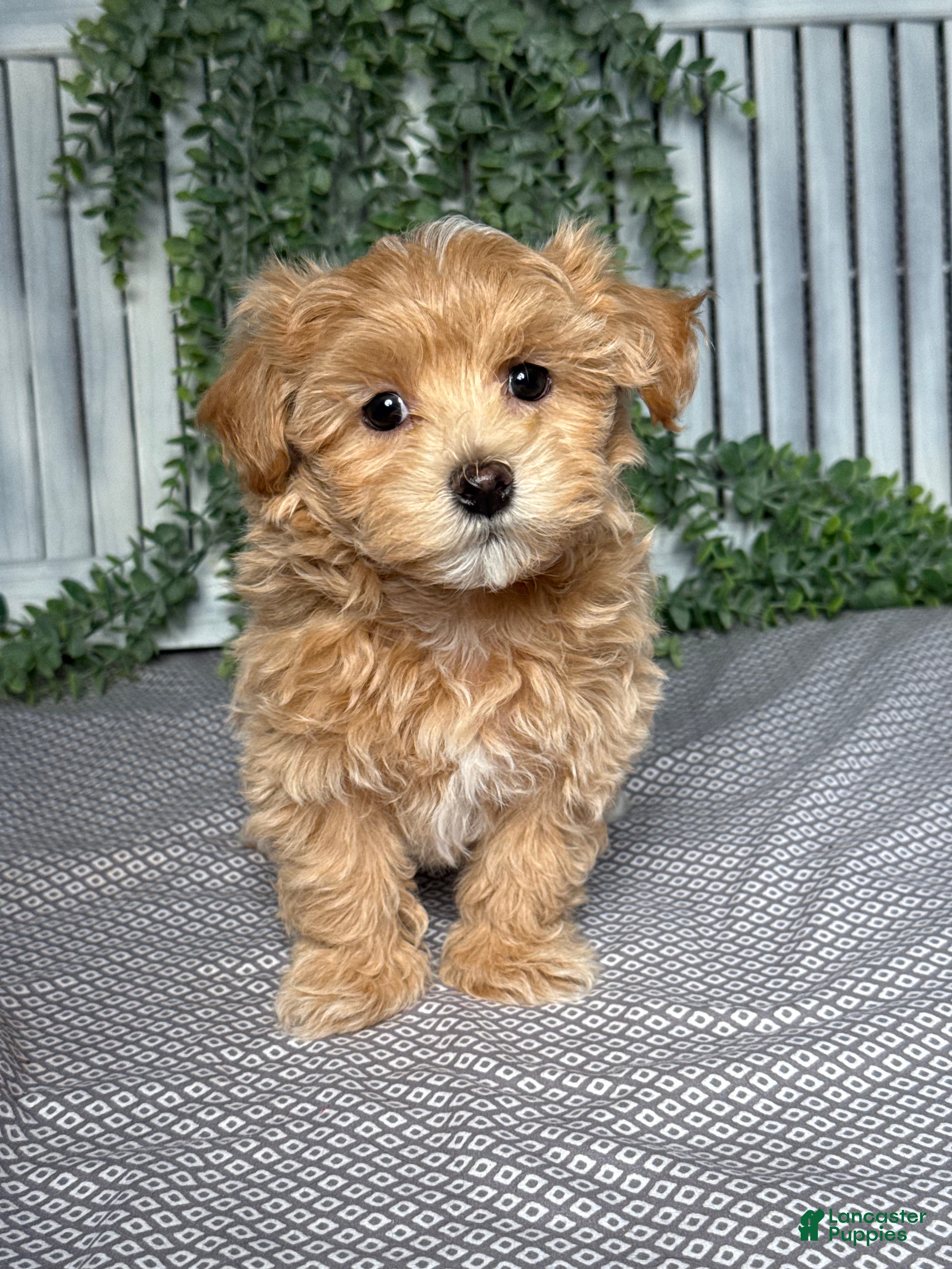 Maltipoo dogs Benson - Ad 1