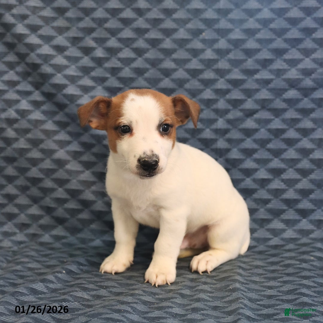 Jack Russell Terrier dogs for sale: Keith - Ad 5